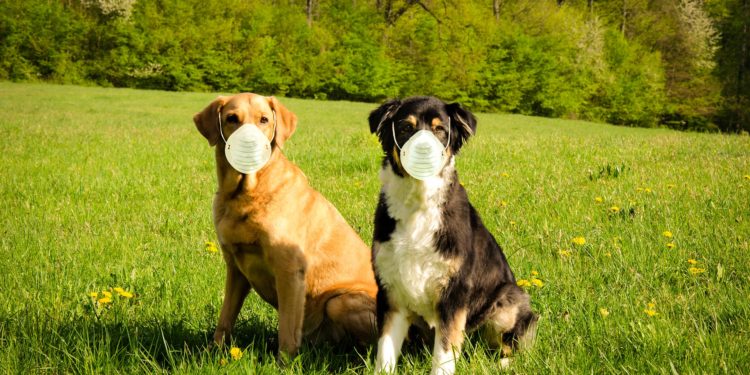 Coronavirus negli animali domestici e negli uomini, quali differenze?