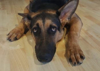 Capodanno senza paura per il tuo cane o il tuo gatto