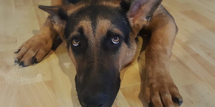 Capodanno senza paura per il tuo cane o il tuo gatto