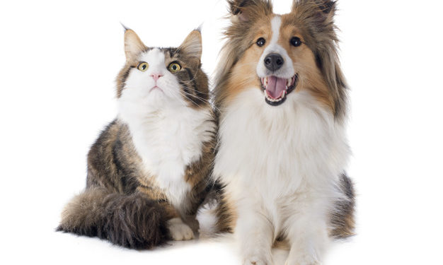 Meglio avere un cane o un gatto?