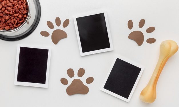 7 app gratuite per chi ha un amico a 4 zampe