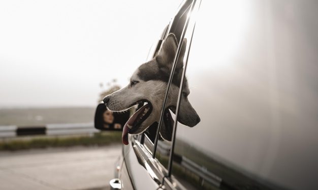 Come comportarsi quando si va in vacanza con un cane