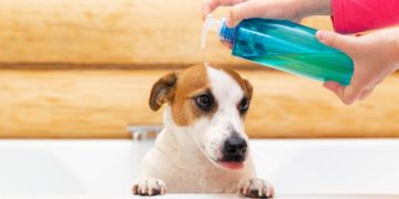 Come eseguire la pulizia di animali dopo la passeggiata