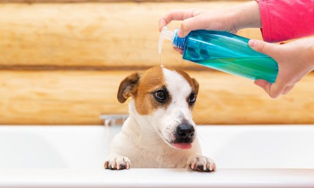 Come eseguire la pulizia di animali dopo la passeggiata