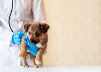 Bonus animali domestici, tutto quello che c’è da sapere