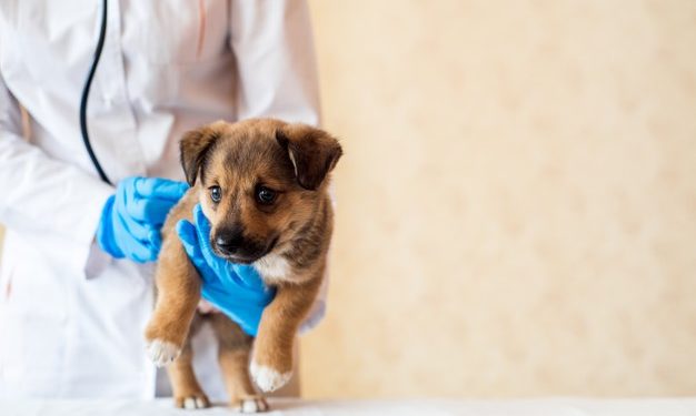 Bonus animali domestici, tutto quello che c’è da sapere