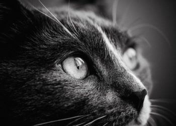 Cosa accade quando un gatto entra a far parte della famiglia