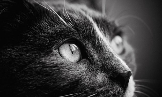 Cosa accade quando un gatto entra a far parte della famiglia