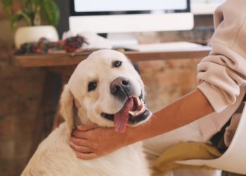 Raffreddore del cane: come curarlo