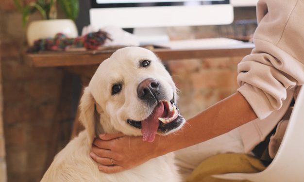 Raffreddore del cane: come curarlo