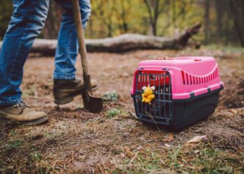 Le speculazioni dietro un funerale di un animale domestico