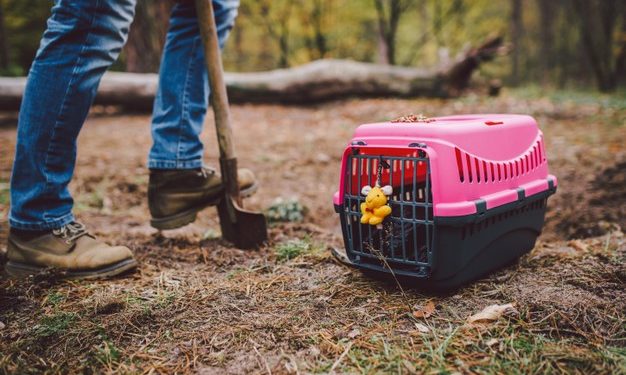 Le speculazioni dietro un funerale di un animale domestico