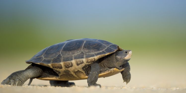 Tartarughe di terra: 10 curiosità sulla testuggine di Hermann