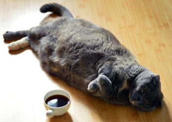 Come far dimagrire un gatto obeso o sovrappeso