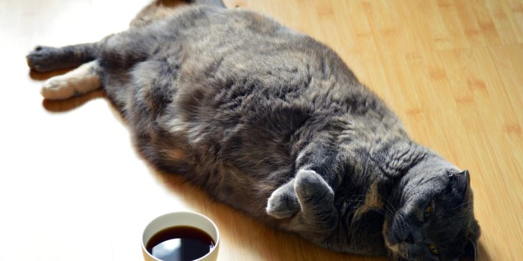 Come far dimagrire un gatto obeso o sovrappeso