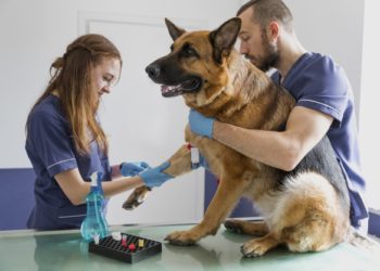 Investimento di un animale e codice della strada