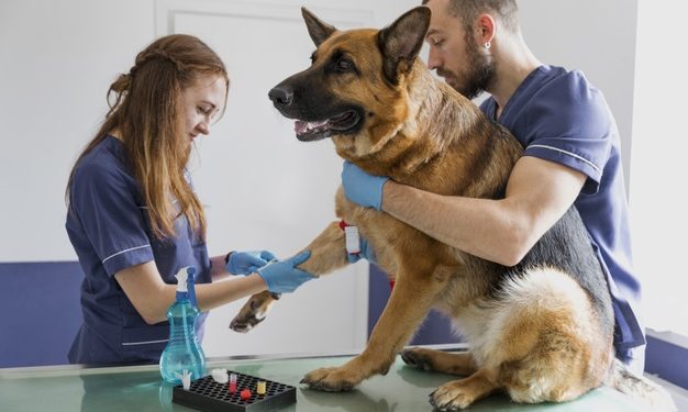 Investimento di un animale e codice della strada