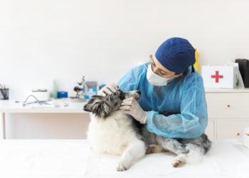 L’otorinolaringoiatria veterinaria