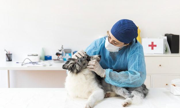 L’otorinolaringoiatria veterinaria