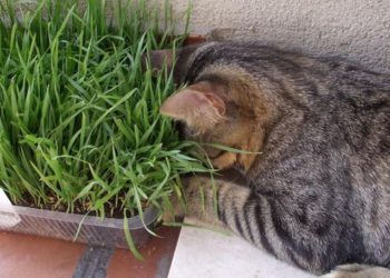 Tutto quello che c’è da sapere sull’erba gatta