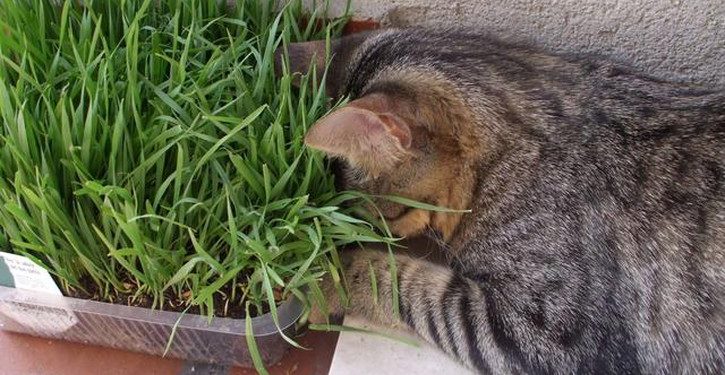 Tutto quello che c’è da sapere sull’erba gatta