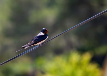 Primavera: 5 cose da sapere sulle rondini
