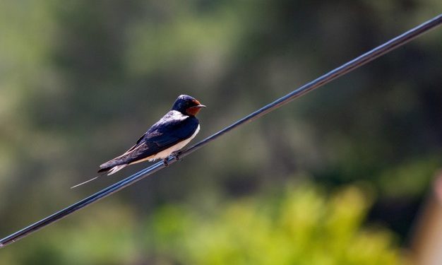 Primavera: 5 cose da sapere sulle rondini