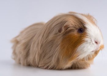 Come accudire un criceto