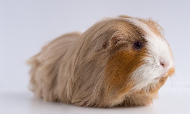 Come accudire un criceto