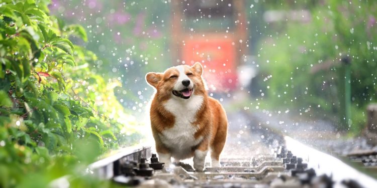 Parassiti e cani: come prevenirli in Primavera