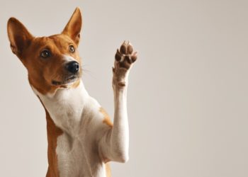 Cos’è il colpo di calore nel cane? Quali sono i sintomi? Com’è possibile rimediare?