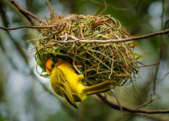 Perché gli uccelli fanno il nido?