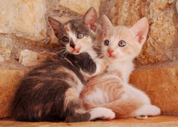 Perché sterilizzare il proprio gatto?