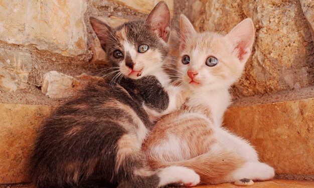 Perché sterilizzare il proprio gatto?