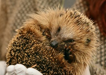 Primavera: quali animali si risvegliano dal letargo?