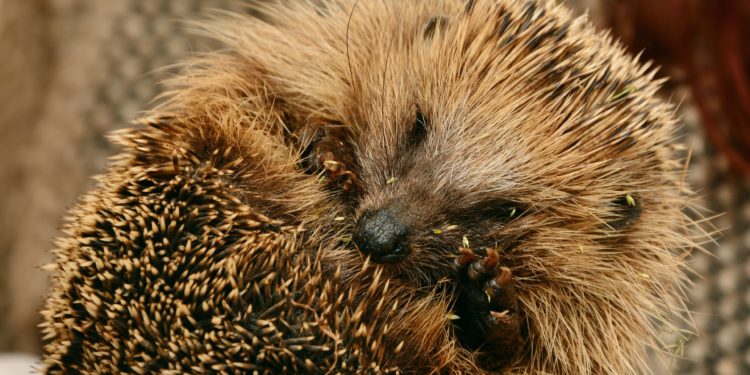 Primavera: quali animali si risvegliano dal letargo?