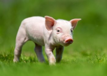 Tutto quello che c’è da sapere sulla recinzione per maiali