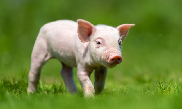 Tutto quello che c’è da sapere sulla recinzione per maiali