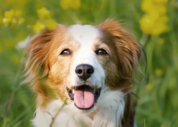 Consigli per trasportare correttamente il tuo cane