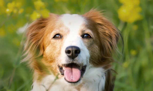 Consigli per trasportare correttamente il tuo cane