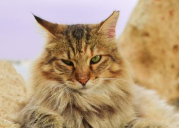 Rimuovere peli del gatto dai tessuti: 12 consigli