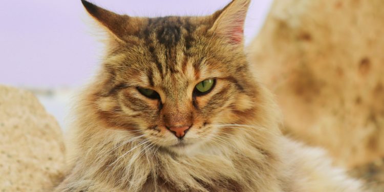 Rimuovere peli del gatto dai tessuti: 12 consigli