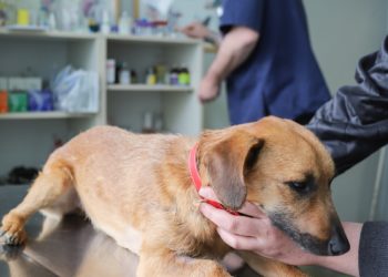 Cani e vaccinazioni obbligatorie