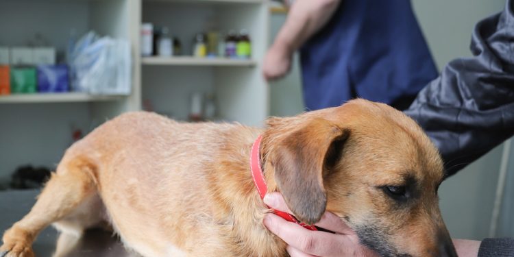 Cani e vaccinazioni obbligatorie