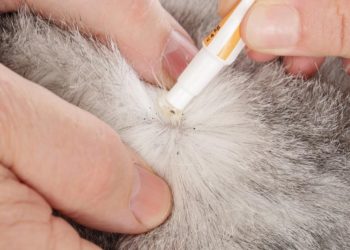 Antiparassitari per gatti: un must have per proteggere la loro salute