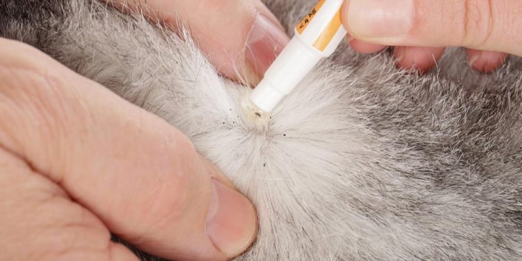 Antiparassitari per gatti: un must have per proteggere la loro salute