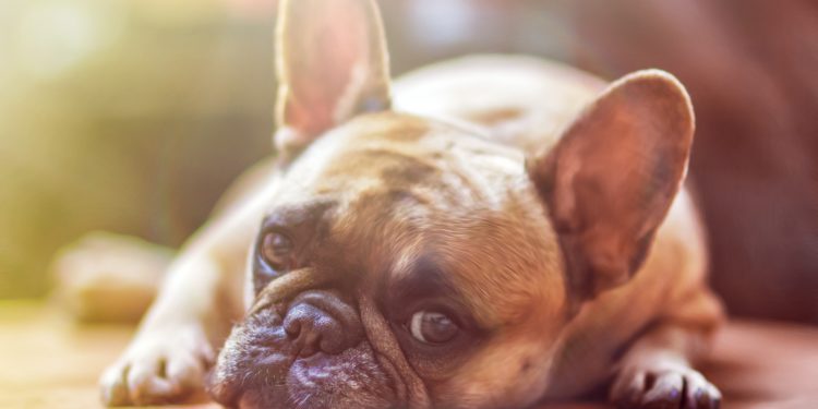 Perché è sbagliato tosare il cane in estate