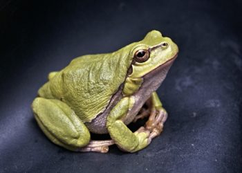 Rana domestica: tutto ciò che c’è da sapere