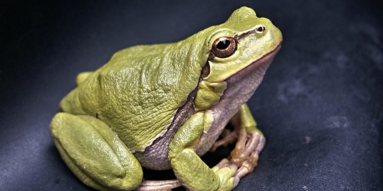 Rana domestica: tutto ciò che c’è da sapere