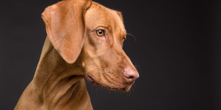 Novità Italiana: Happy4pets presenta Meat Smoothie  – Semplicemente naturale